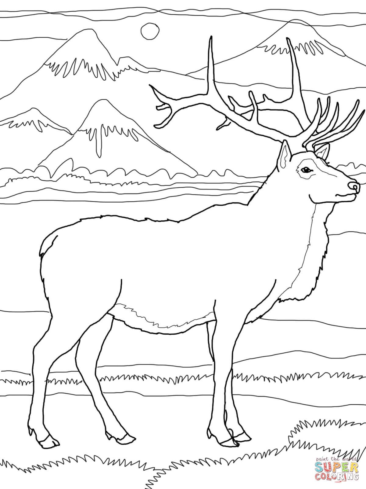 Elk or wapiti coloring page from elk category select from printable crafts of cartoons nâ deer coloring pages super coloring pages online coloring pages