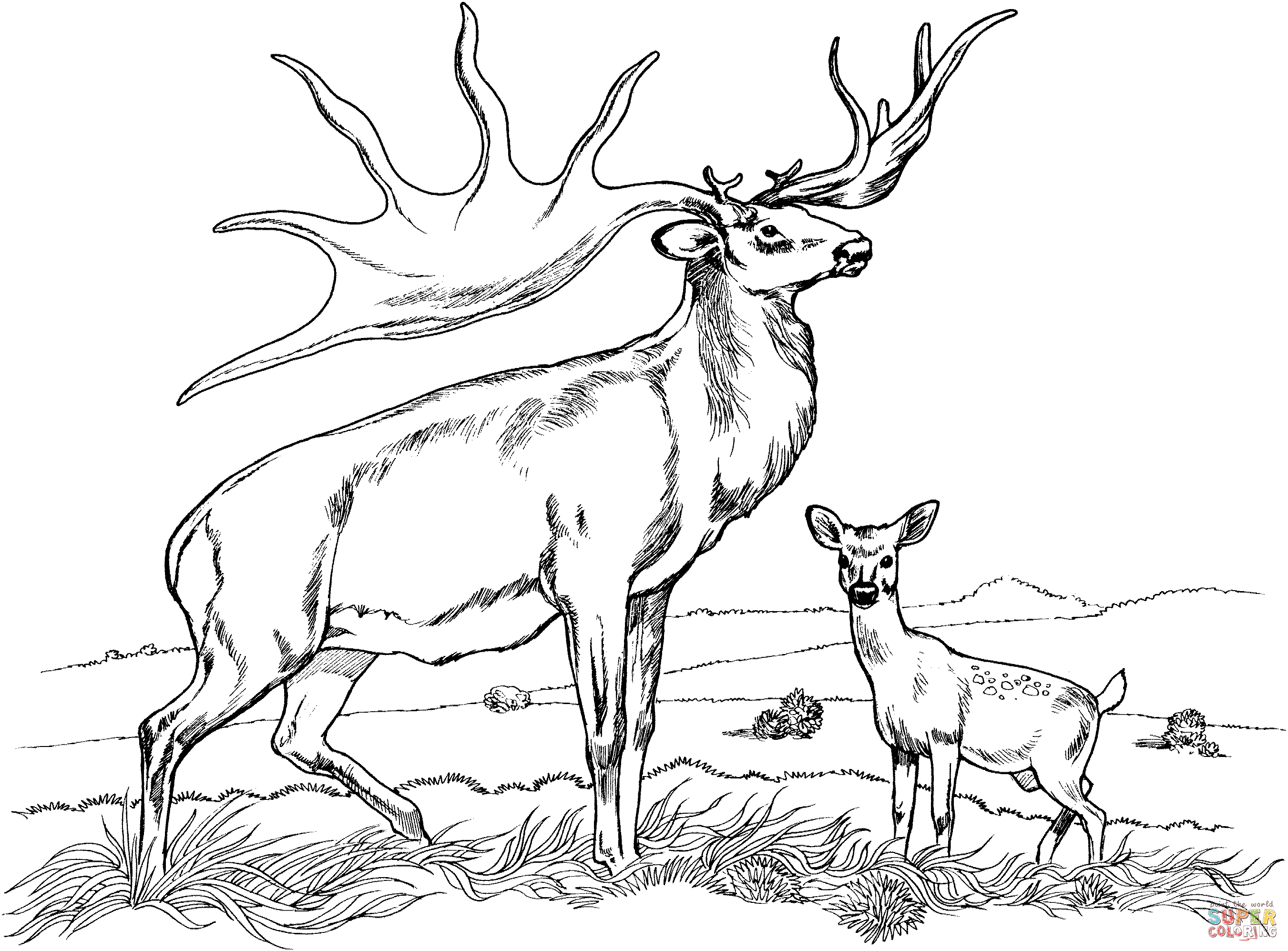 Bull elk and baby elk coloring page free printable coloring pages