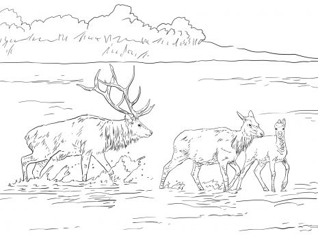 Rocky mountain elk coloring page super coloring coloring pages deer coloring pages animal coloring pages