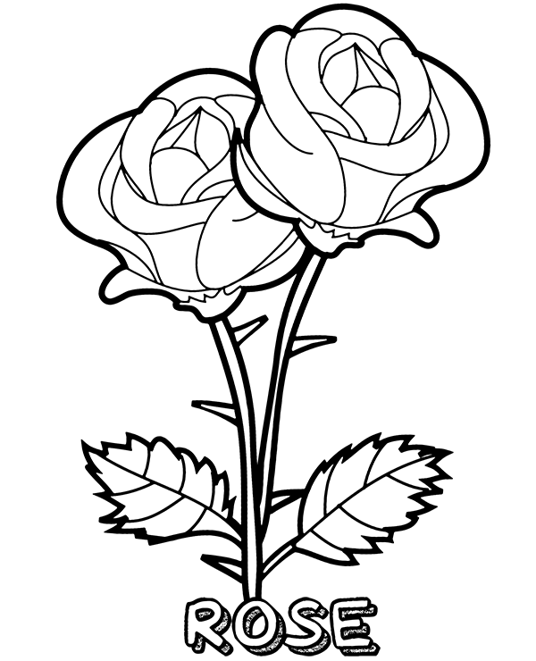 Printable blooming rose flowers coloring sheet