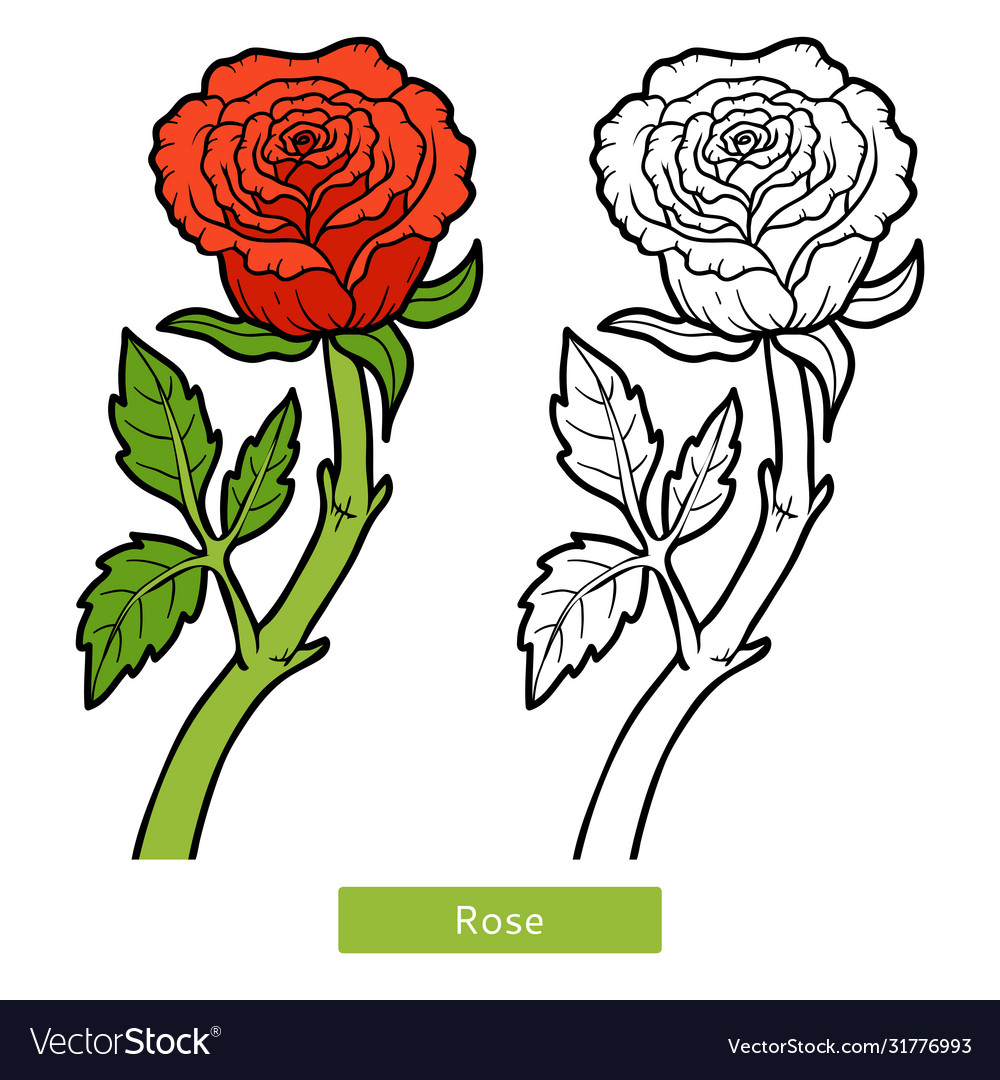 Coloring book flower rose royalty free vector image