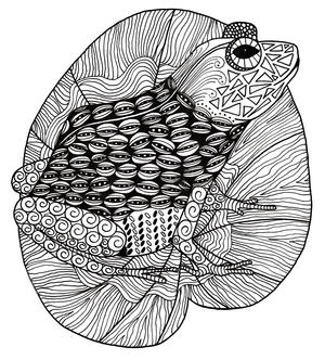 Printable animal coloring pages pdf downloads