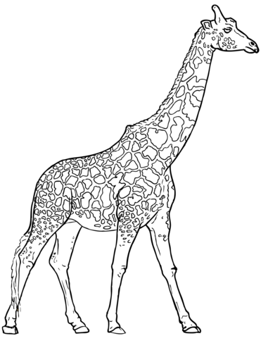 Realistic giraffe coloring page free printable coloring pages