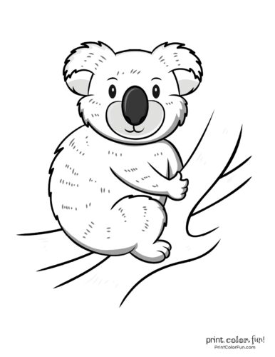 Free cute koala coloring pages clipart printables at