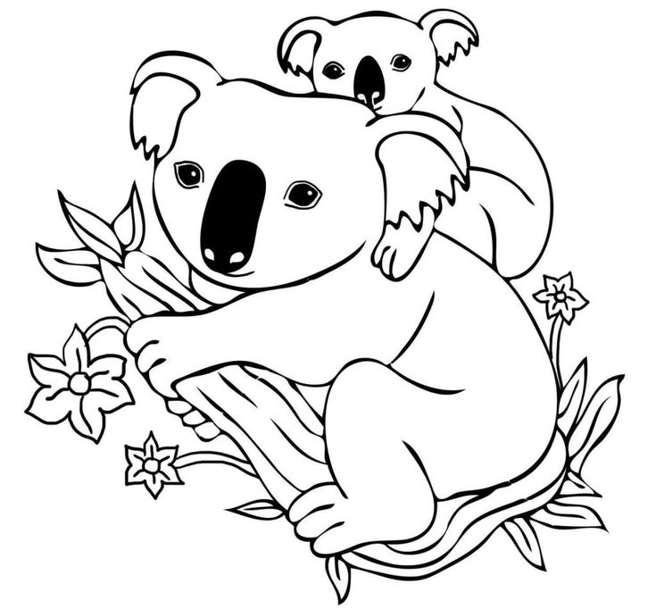 Free printable koala coloring pages pdf