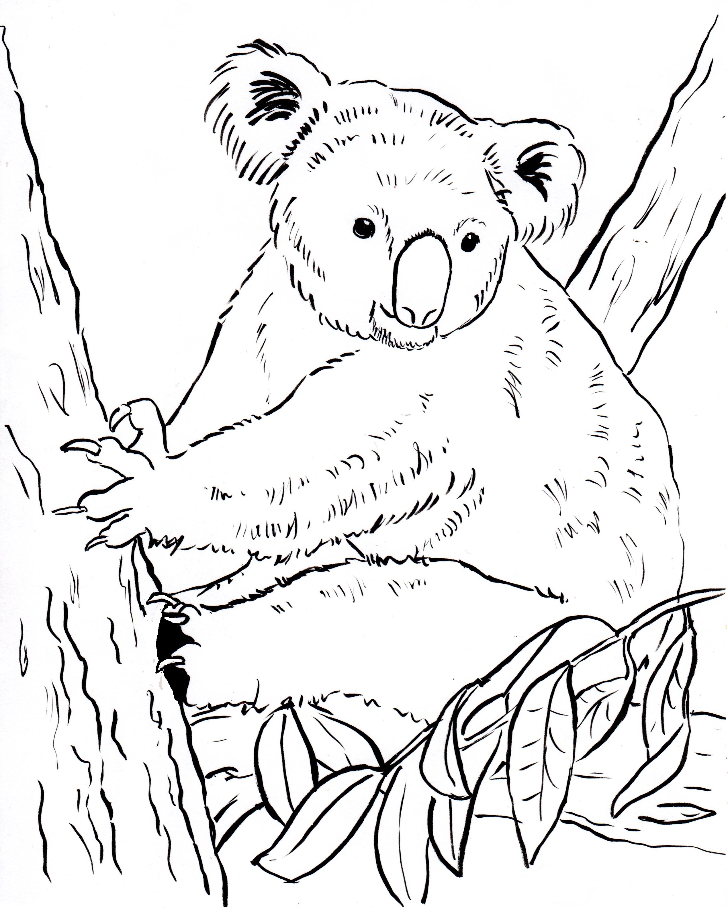 Koala bear coloring page
