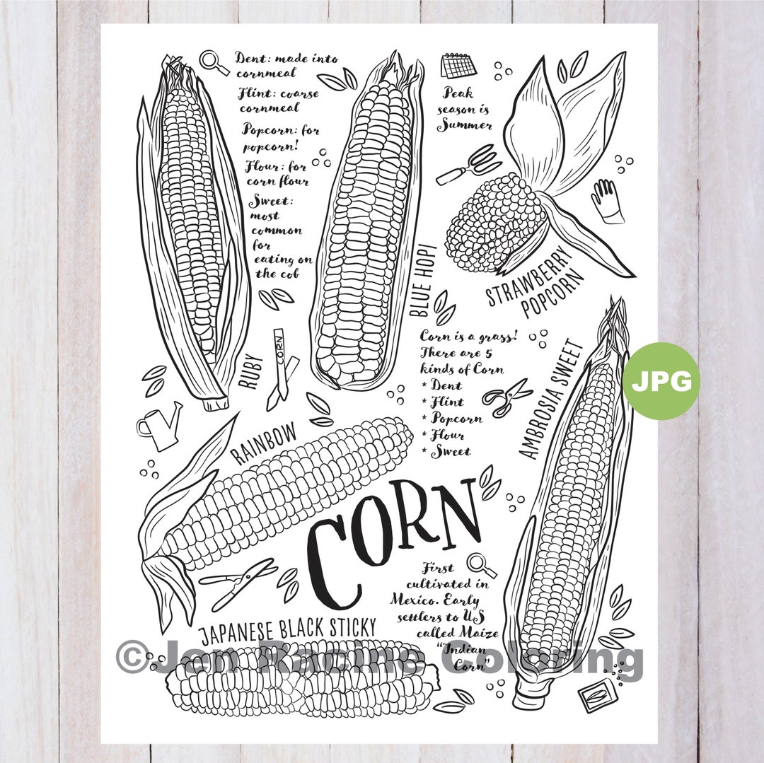 Corn coloring page vegetable coloring page garden gardening homegrown vegetable coloring pages