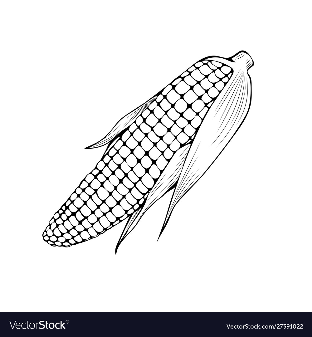 Natural corn coloring book royalty free vector image
