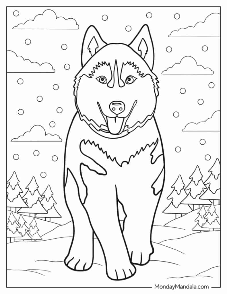 Husky coloring pages free pdf printables
