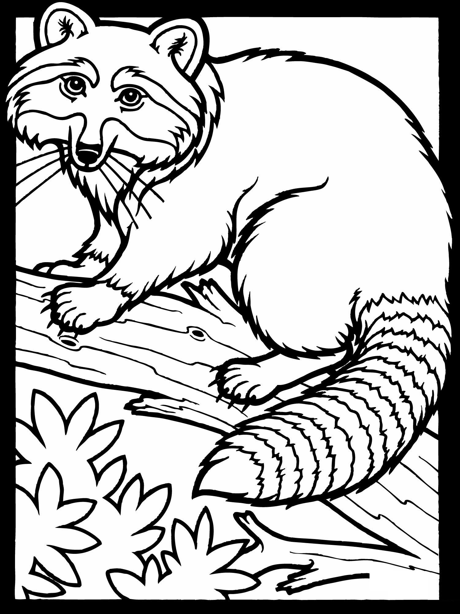 Free printable raccoon coloring pages for kids animal coloring pages coloring pages for kids coloring pages