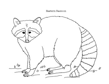 Eastern raccoon coloring page by mama draw it tpt