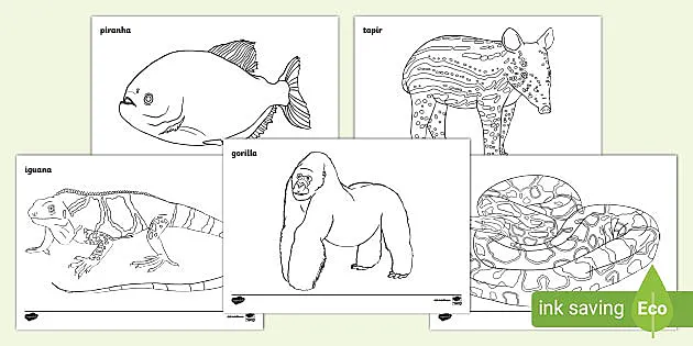 Louring pages of tropical animals for kids teacher made