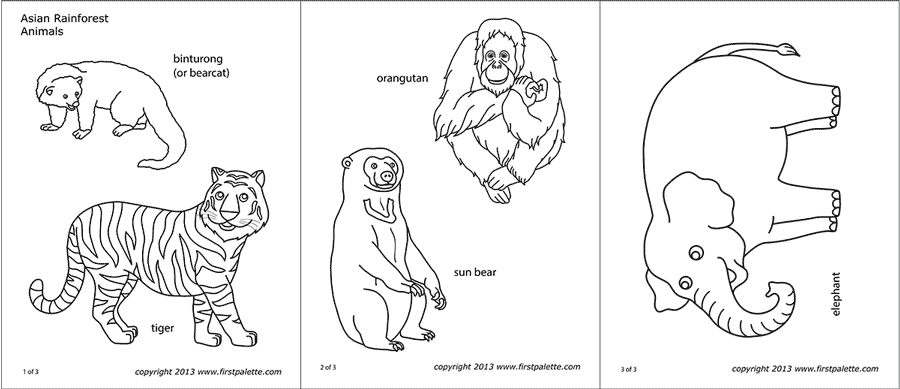 Asian jungle or rainforest animals free printable templates coloring pages