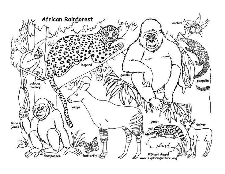 Rainforest african coloring pages animal coloring pages rainforest animals african rainforest