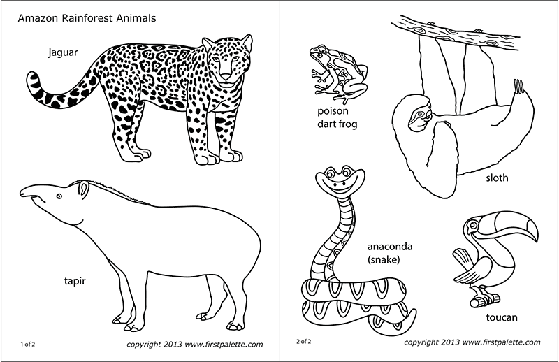 Amazon jungle or rainforest animals free printable templates coloring pages