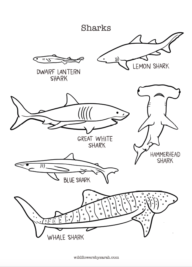 Sharks coloring page â wildflowers