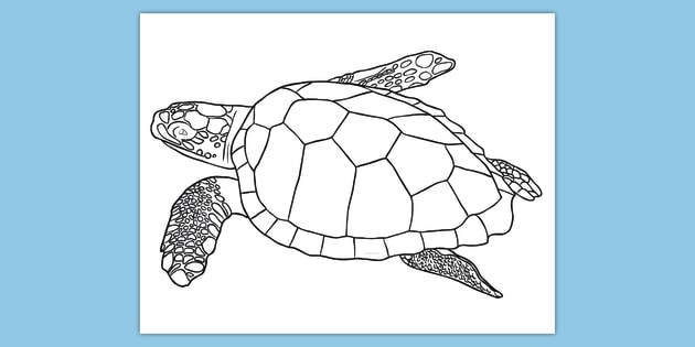 Free sea turtle loring page world oceans day usa