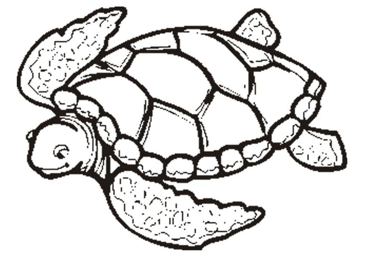 Free printable turtle coloring pages for kids animal coloring pages turtle coloring pages bear coloring pages