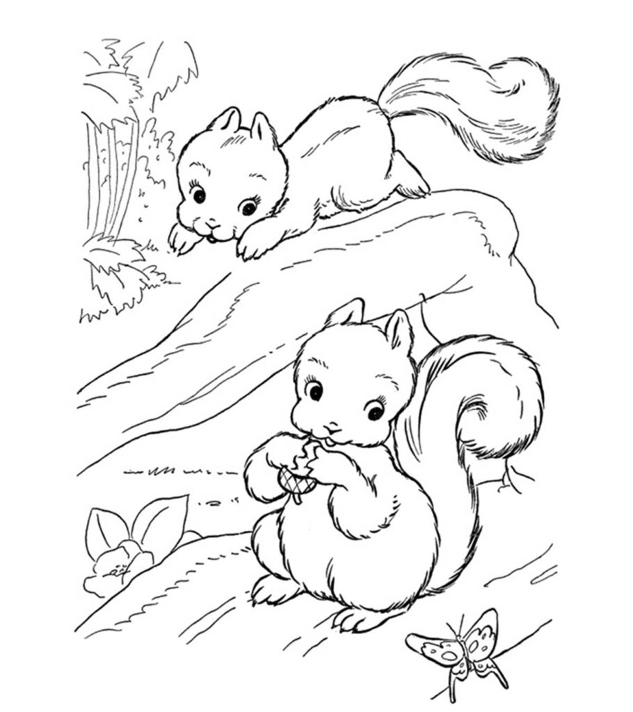 Top free printable squirrel coloring pages online