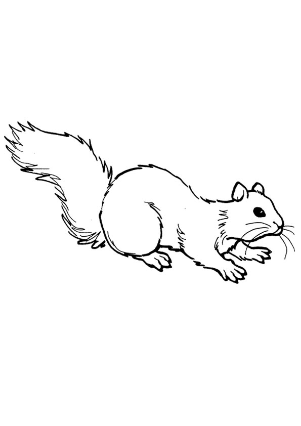 Coloring pages squirrel coloring page