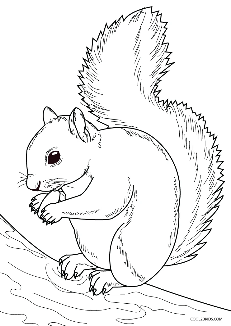 Free printable squirrels coloring pages for kids