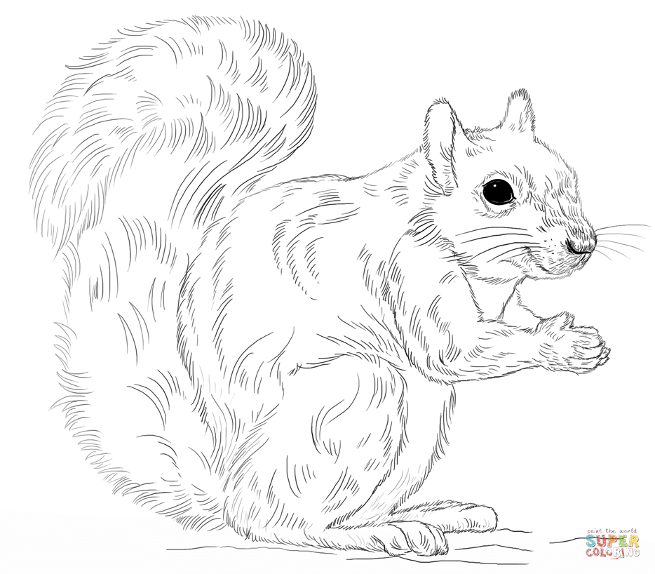 Eastern gray squirrel coloring page free printable coloring pages