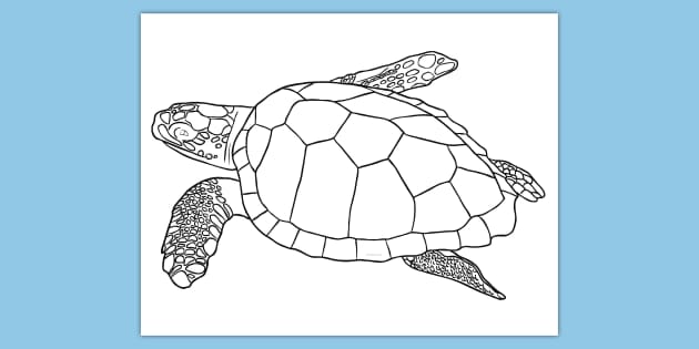 Free sea turtle loring page world oceans day usa