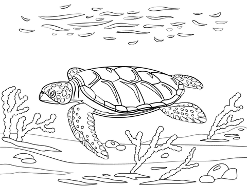 Flatback sea turtle coloring page free printable coloring pages