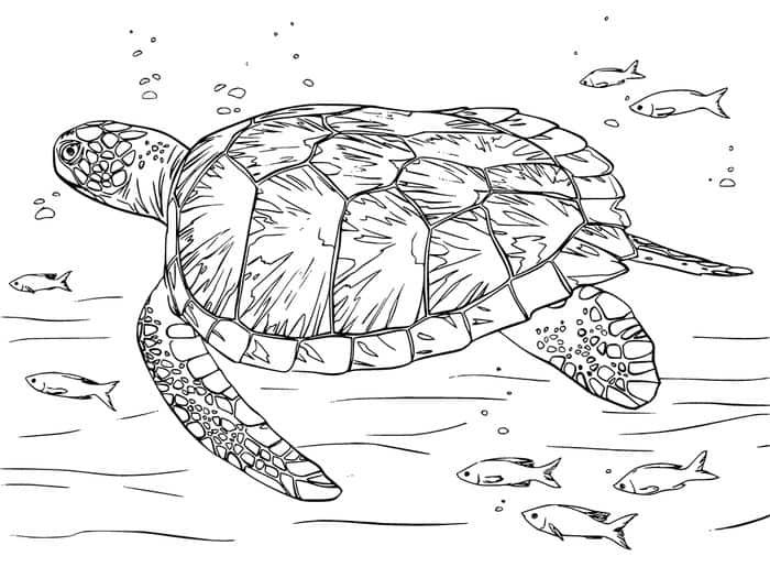 Sea turtle coloring pages pdf printable