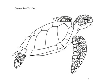 Green sea turtle coloring page by mama draw it tpt