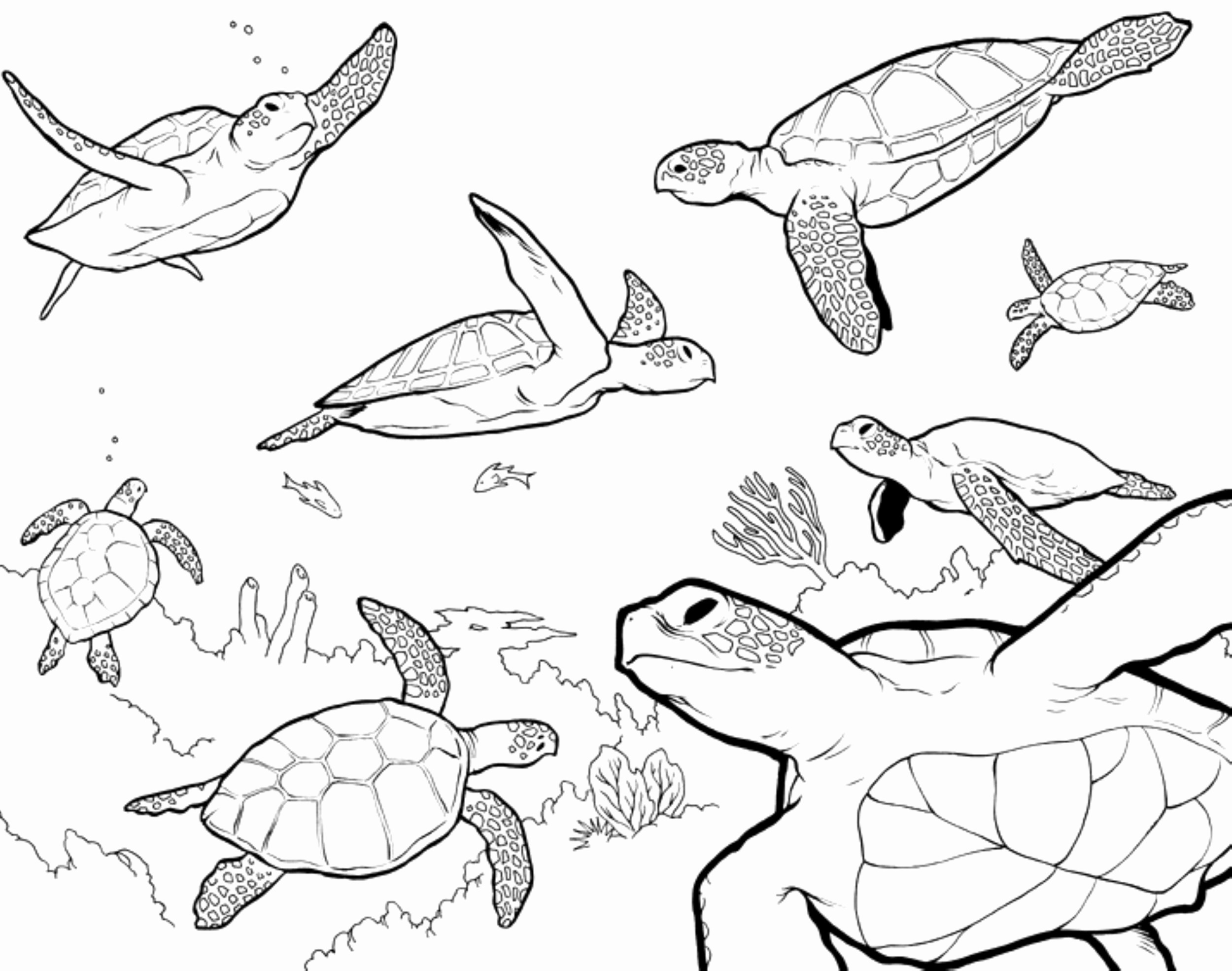 Coloring pages sea turtle coloring page unique loggerhead pages exadures free