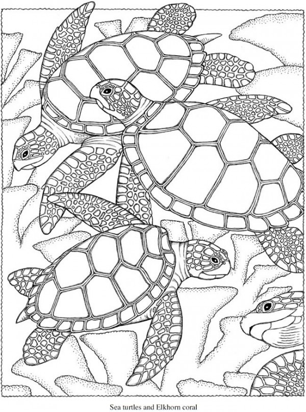 Freebie sea turtle coloring page â