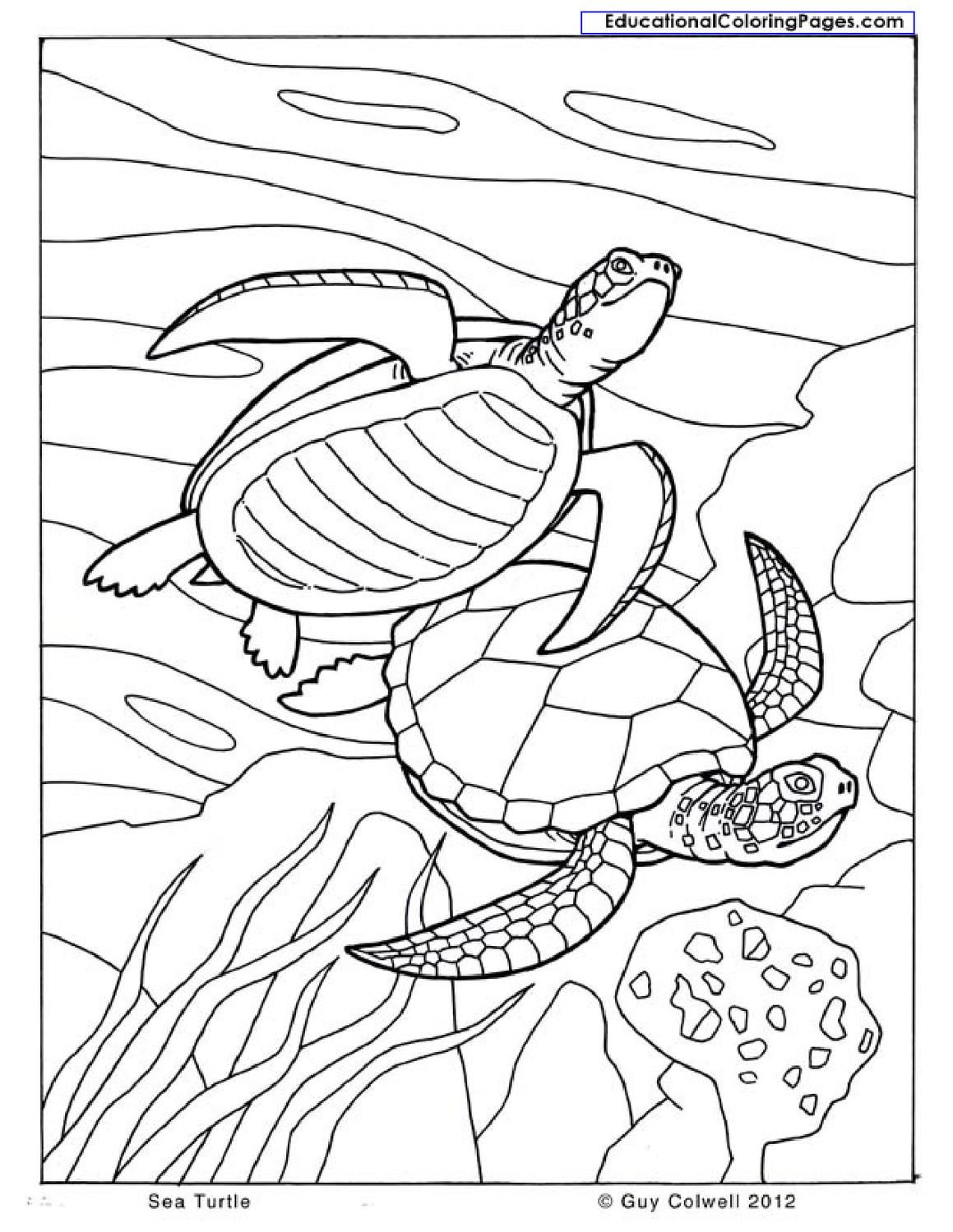 Natural coloring books turtle coloring pages animal coloring pages ocean coloring pages