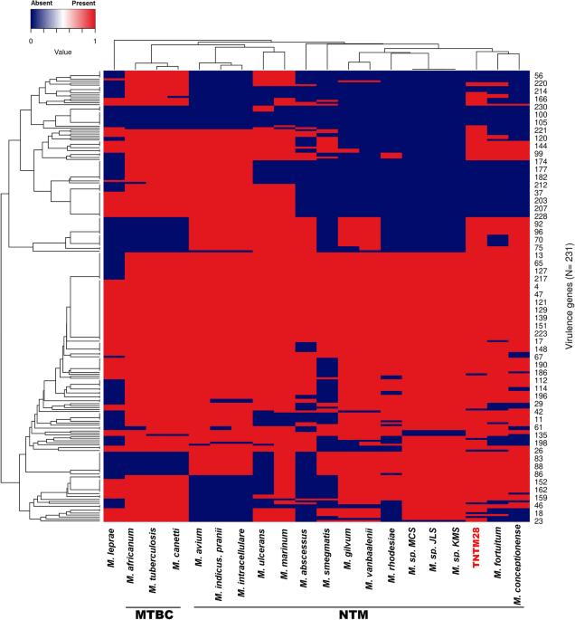 Phenotypic and genomic hallmarks of a novel potentially pathogenic rapidly growing mycobacterium species related to the mycobacterium fortuitum plex scientific reports