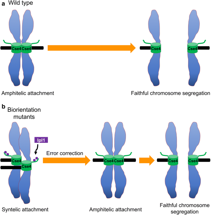Protein kinases in mitotic phosphorylation of budding yeast cenp