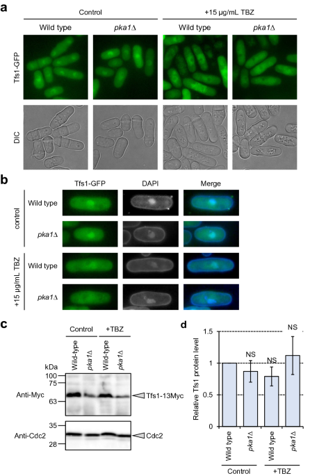 Tfs transcription elongation factor tfiis has an impact on chromosome segregation affected by pka deletion in schizosaccharomyces pombe