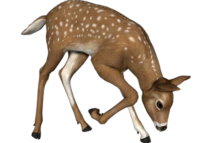 Deer png transparent images free download
