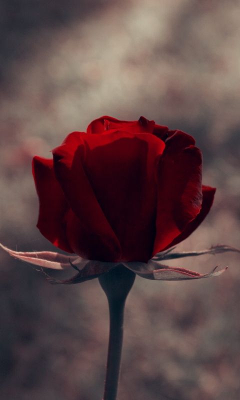 Download wallpaper x rose bud red stem htc samsung galaxy s ace x hd background red roses best flower wallpaper rose wallpaper