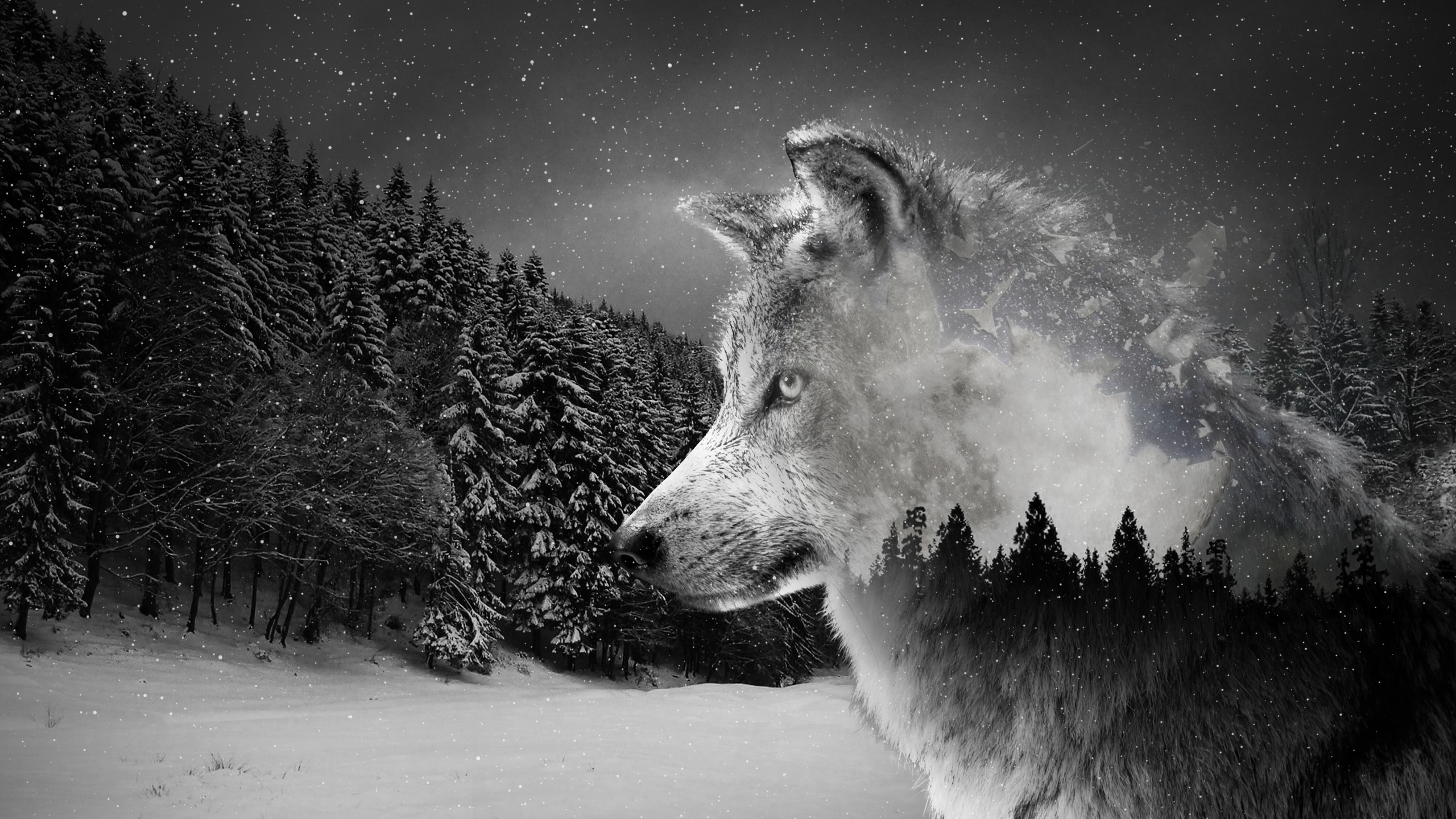 Wolf ultra hd wallpapers