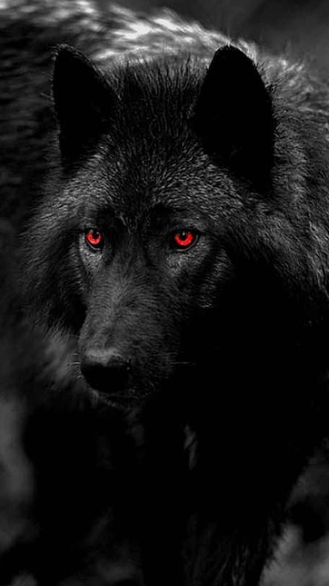 Black wolf wallpapers