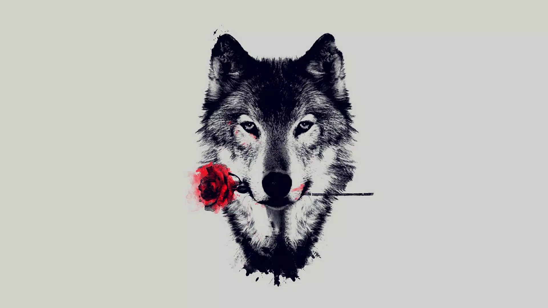 Wolf wallpapers k ðº apk for android download
