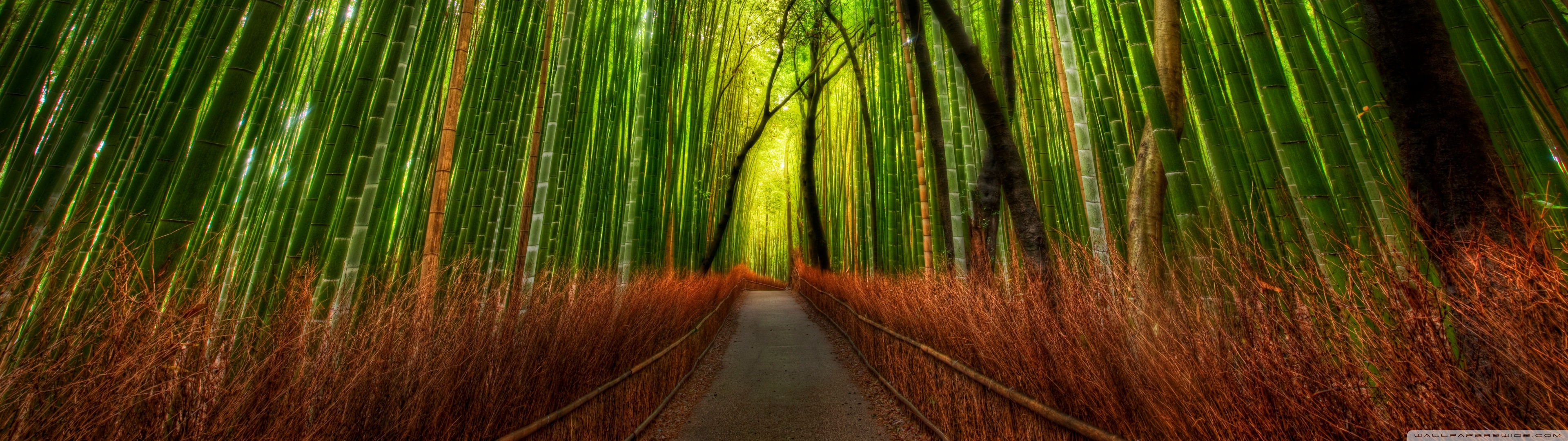 Bamboo forest ultra hd desktop background wallpaper for multi display dual monitor tablet smartphone