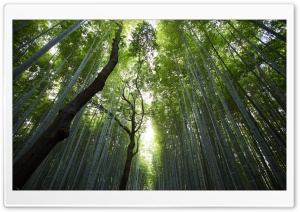 Bamboo ultra hd wallpapers for uhd widescreen ultrawide multi display desktop tablet smartphone page