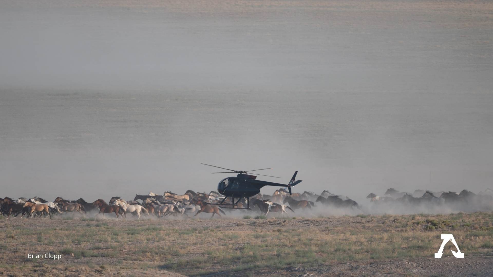 New perspective of devastating impacts of helicopter on wild horses during roundups american wild horse campaign