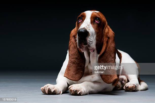 Droopy dog photos and premium high res pictures