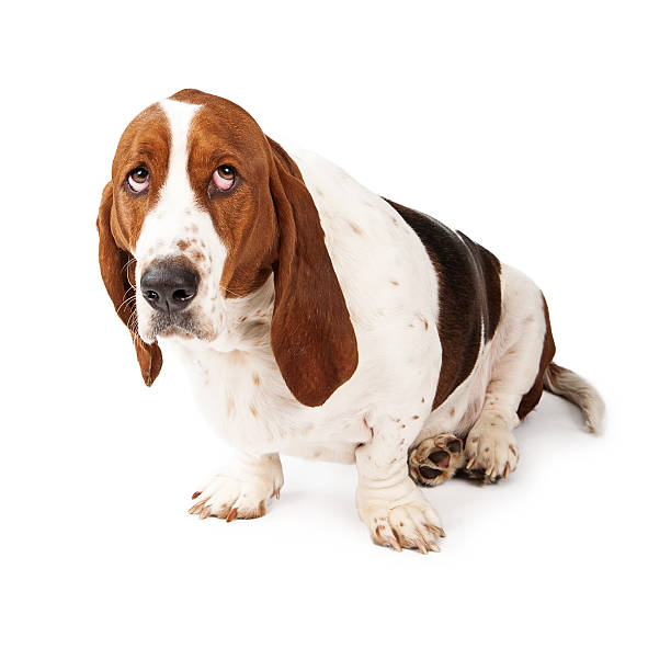 Guilty looking basset hound stock photo
