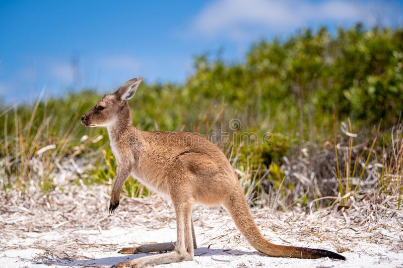 Baby joey kangaroo side on near the bush on the beach at lucky bay cape le grand national park esperance western australia stock photo