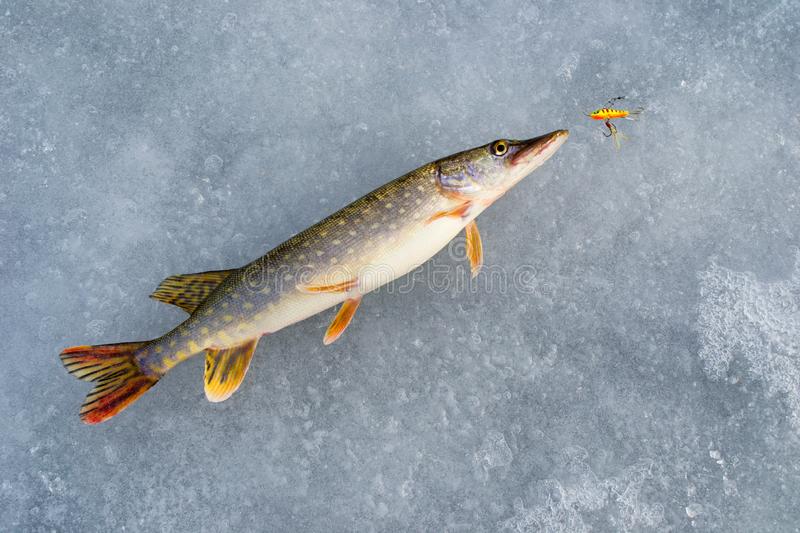Pike fishing in winter from the ice stock image