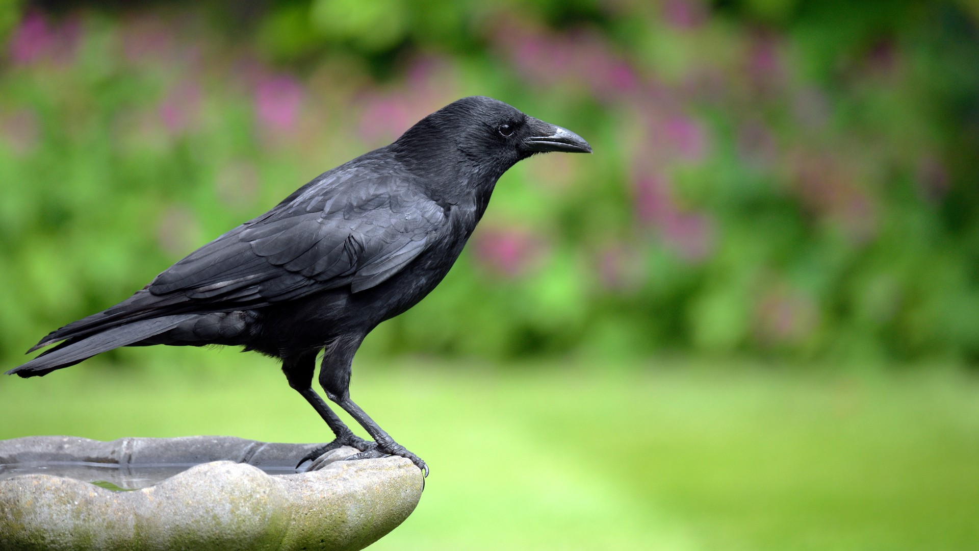 Crows and ravens took over the world because theyre spookily smart and brawny too live science