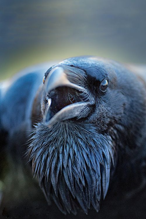 Raven portrait paul nolte crow black bird pet birds